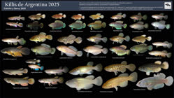 00-0-Copr_2025-Anton_Lambojt.jpg