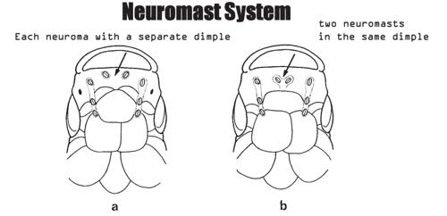 neuromasts