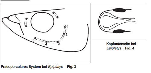 preopercular